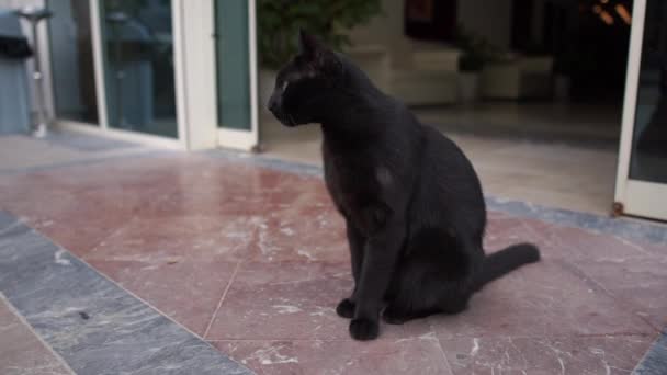 Hermoso gato negro se sienta a la entrada del edificio en cámara lenta — Vídeos de Stock