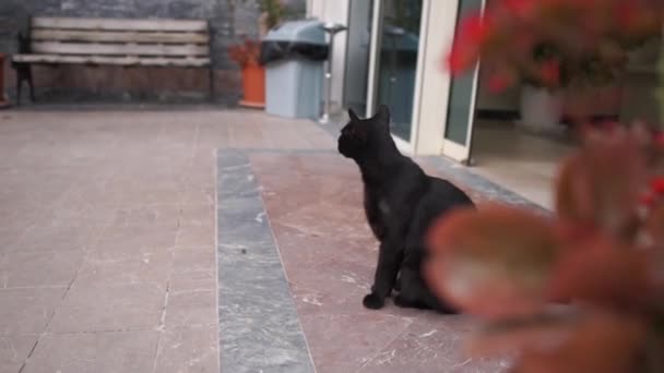 Vakker svart katt sitter ved inngangen til hotellet i sakte film – stockvideo