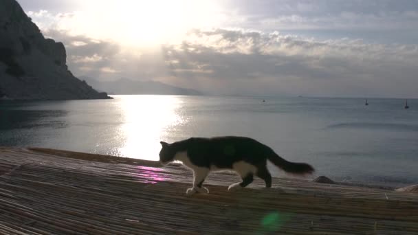 Černá a bílá kočka kráčí po střeše u moře při východu slunce v pomalém pohybu — Stock video