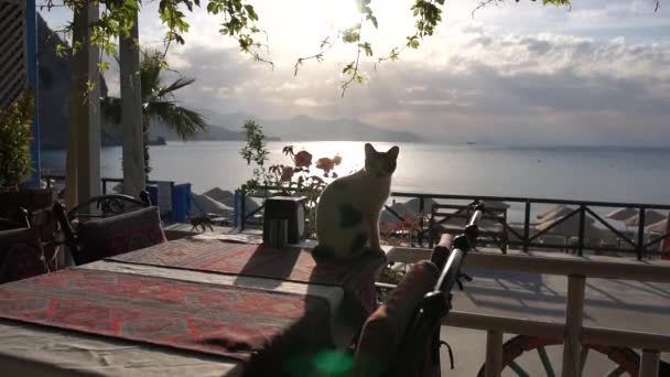 Pretty fluffy cat sits on a table of a cafe terrace near the sea in slow motion — Stock Video