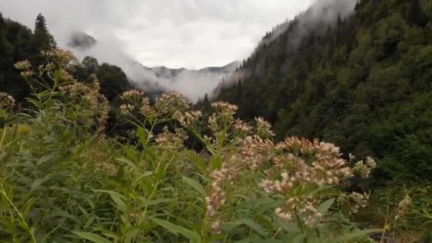 4K-rama przyrody, Dolina gór, górska rzeka, Las i trawa — Wideo stockowe