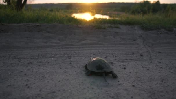 Rolig sköldpadda krypande genom väg och gräs till en sjö vid solnedgången i slow motion — Stockvideo