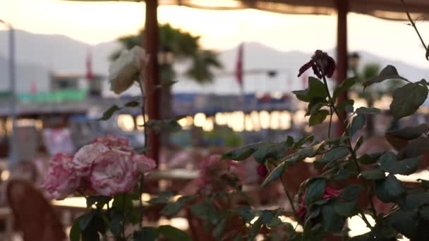Belle rose in una pentola sulla terrazza caffè in riva al mare al rallentatore — Video Stock
