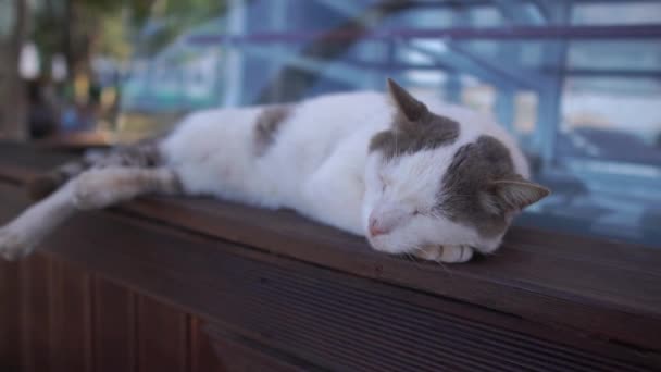 Branco gato manchado dormindo em um rack de madeira perto da janela, câmera lenta — Vídeo de Stock