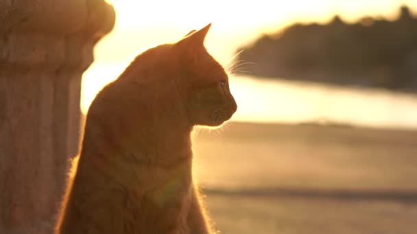 Rode kat zittend op de weg in de buurt van de zee tijdens een gouden zonsondergang, Slow Motion — Stockvideo