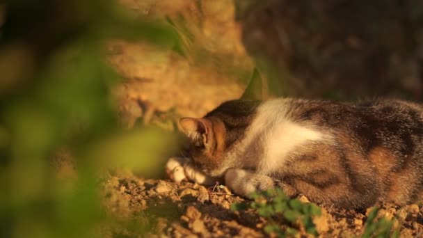 Grande gato vermelho senta-se no chão em um dia ensolarado em câmera lenta — Vídeo de Stock