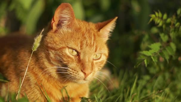 Grande gato vermelho bonito senta-se na grama entre a vegetação em um dia ensolarado — Vídeo de Stock