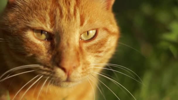 Close-up rode kat gaat voorwaarts onder groen in slow motion — Stockvideo