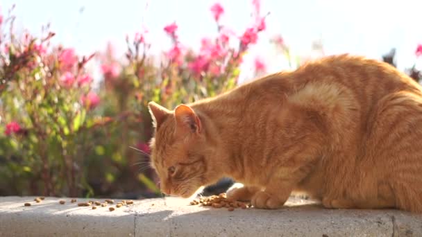 A red cat eats pet food on a stone flowerbed in slow motion — Stock Video