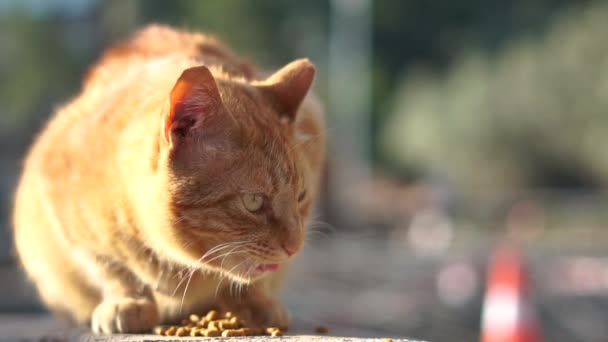 美しい赤猫はスローモーションで道路の近くで食べ物を食べる — ストック動画