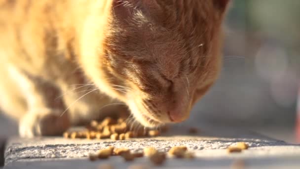 예쁜 빨간 고양이는 슬로우 모션으로 도로 근처에서 음식을 먹습니다. — 비디오
