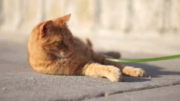 Een rode kat ligt op de weg, speelt met gras, probeert het te vangen — Stockvideo