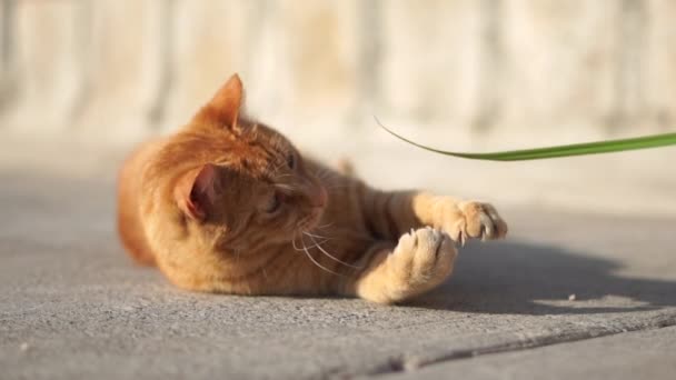 かわいい赤い猫は、道路上に横たわって、草で遊んで、スローモーションでそれをキャッチしようとします — ストック動画