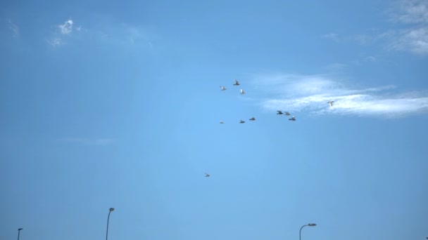 Stormo di colombe volanti che si muovono aggraziatamente in un cielo celeste a rallentatore — Video Stock
