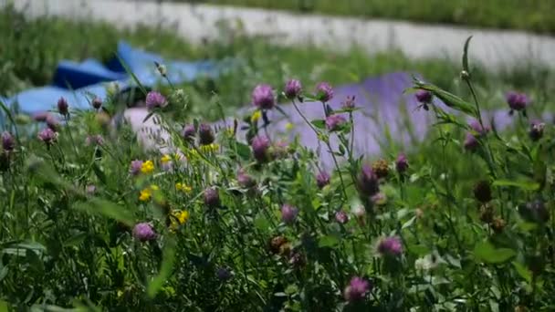 Tender trevo flores acenando em um campo com tapetes de ioga no verão em slo-mo — Vídeo de Stock
