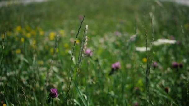 Fröhliche Kleeblumen flattern im Sommer im Slo-mo auf einem Feld inmitten von Gras — Stockvideo