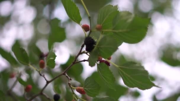 Makroaufnahme der Maulbeere auf dem Baum. — Stockvideo