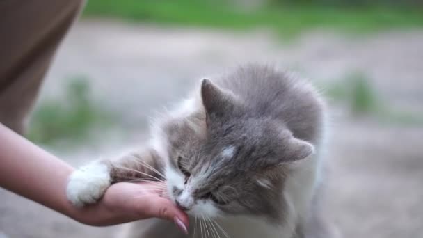 En ung flickas hand leker med en grå katt och han slickar den med tungan. — Stockvideo