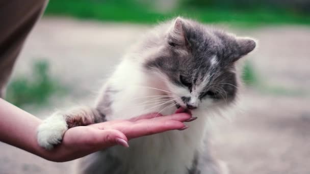 La mano di una giovane ragazza gioca con un gatto grigio, e lui lo lecca con la lingua — Video Stock