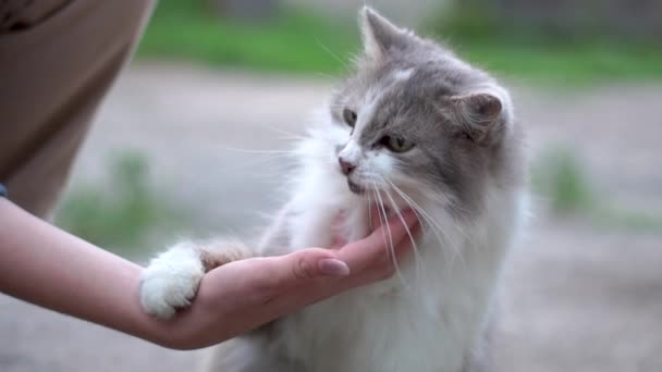 The hand of a young girl plays with a gray cat, and he licks it with his tongue — Stock Video