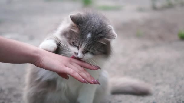 La mano di una giovane ragazza gioca con un gatto grigio, e lui lo lecca con la lingua — Video Stock