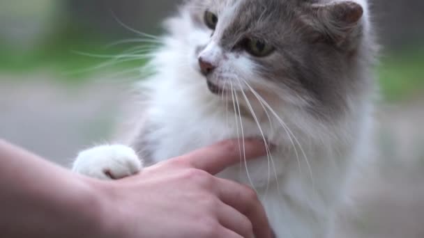 한 소녀의 손이 회색 고양이와 노는데, 그는 혀로 그것을 핥는다 — 비디오