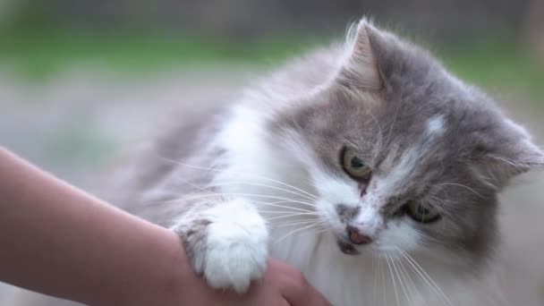 The hand of a young girl plays with a gray cat, and he licks it with his tongue — Stock Video