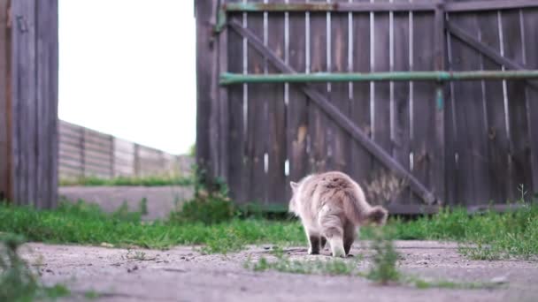 Szary kot trafia do bramy w gospodarstwie z otwartym furtką. — Wideo stockowe