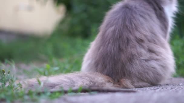 Gato cinza abana sua cauda em direções diferentes a ação em câmera lenta . — Vídeo de Stock