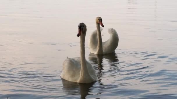 Dos hermosos cisnes blancos nadan en el lago al atardecer — Vídeos de Stock
