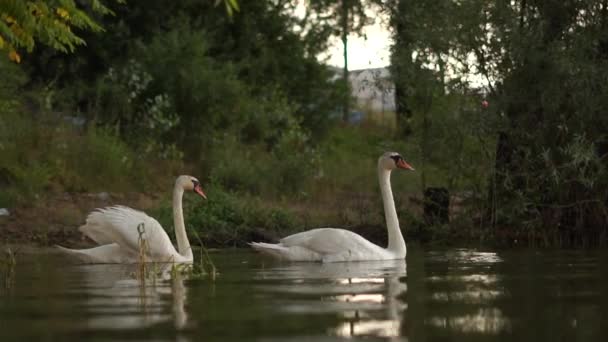 Deux cygnes blancs romantiques nagent sur le lac près du rivage le matin. — Video