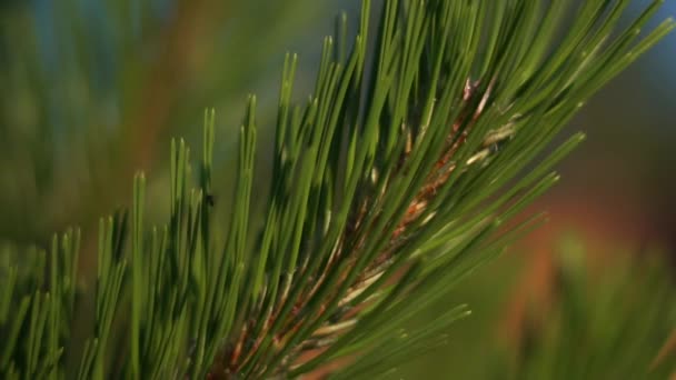 Pine Tree nålar närbild i slow motion. — Stockvideo