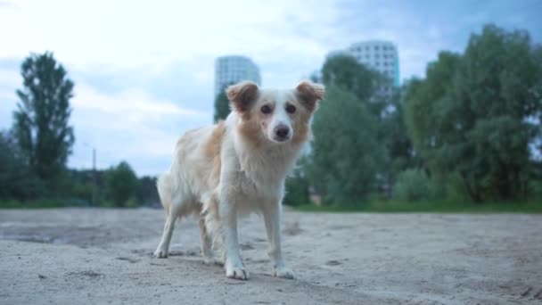 Úžasný pohled na malého bílého psa stojícího, hledající potravu a mával ocasem — Stock video