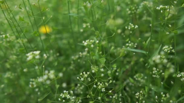 Schöne weiße Blumenwiese an einem sonnigen Tag im Sommer in slo-mo — Stockvideo