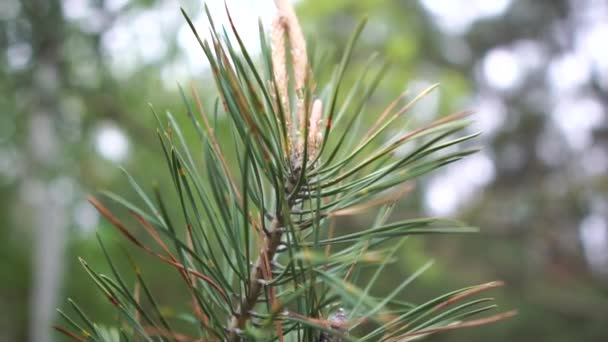 Pine tree branch with green needles and cones on a sunny day in slo-mo — Stock Video