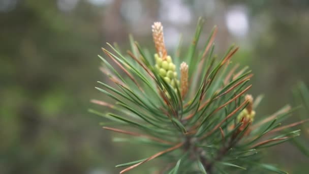 Slo-mo güneşli bir günde yeşil iğneler ve koniler ile Ladin ağaç dal — Stok video