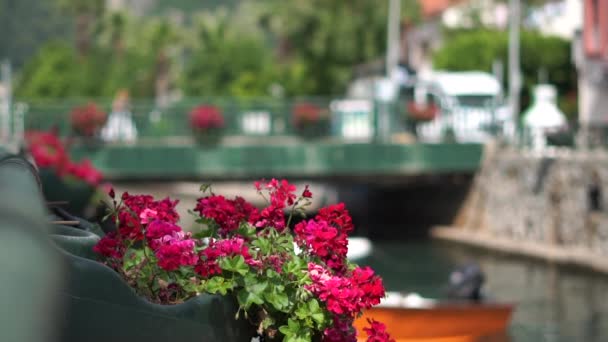 Bella aiuola con fiori rosa su uno sfondo di un canale con barche — Video Stock