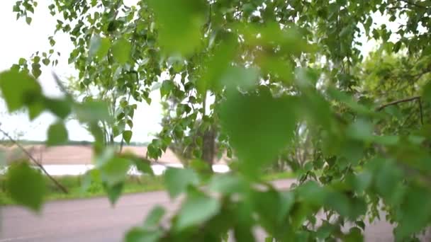 Березове дерево з зеленим листям у парку на сонячний день у шлю-мо — стокове відео