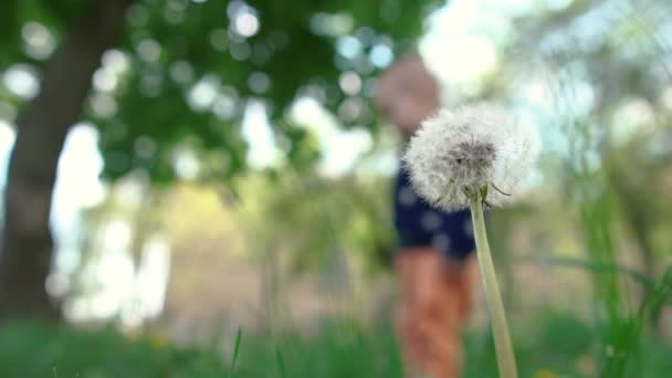 Dandelion romântico com bolas brancas e um bebê passeando em câmera lenta — Vídeo de Stock