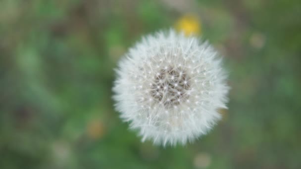 Tedere paardebloem met honderden seedheads fladderende in een groen veld — Stockvideo