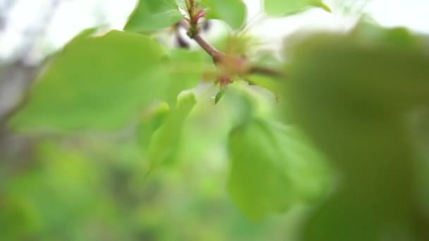 Εμπνευσμένο κλαδί πράσινου δέντρου που χαιρετάει σε ένα καταπράσινο χωράφι σε μια ηλιόλουστη μέρα το καλοκαίρι — Αρχείο Βίντεο