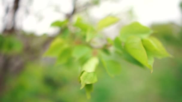 Ramo de árvore verde romântico que flutua em um jardim verde em um dia ensolarado no verão — Vídeo de Stock