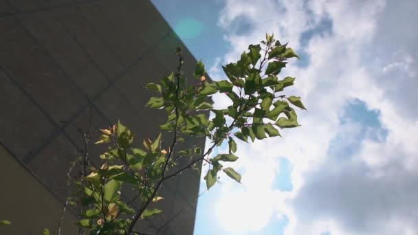 Edificio alto de varios pisos hecho de placas de hormigón y una rama verde en verano — Vídeos de Stock