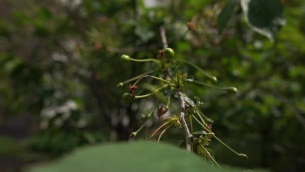 Dichter grüner Baum mit unreifen Kirschen in einem grünen Wald im Sommer — Stockvideo