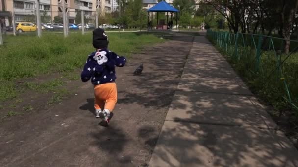 Funny kid running after doves along an alley on a sunny day in spring in slo-mo — Stock Video