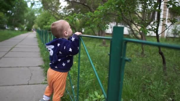 Chico curioso parado en una valla y mirando palomas en un callejón en primavera en slo-mo — Vídeos de Stock