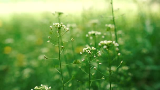 Schöne grüne Wiese mit weißen Blüten an einem sonnigen Tag im Sommer in slo-mo — Stockvideo