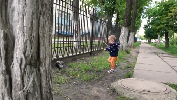 Cheery kid going at a fence and chasing doves in an alley in spring in slo-mo — Stock Video