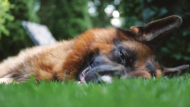Schöne Hunderasse Schäferhund liegt auf grünem Gras in Zeitlupe — Stockvideo