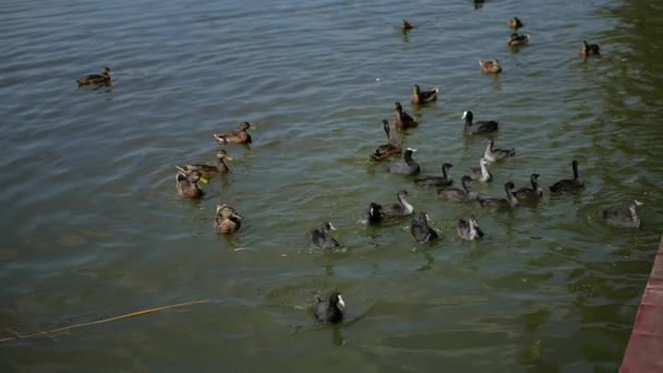 Ζωοτροφές πάπιες σε μια λιμνούλα με ψωμί σε αργή κίνηση — Αρχείο Βίντεο